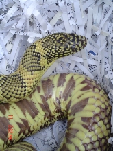 Mysteri Goini 2