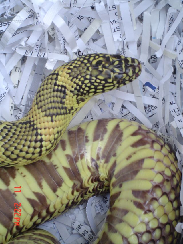 Mysteri Goini 2