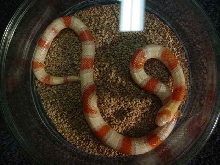 Albino Pueblan Milksnake, Cornsnake Hybrid