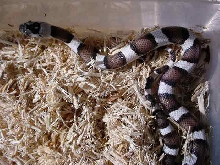 Pueblan Milk X Corn Snake