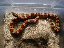 Pueblan Milk X Corn Snake