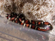 Pueblan Milk X Corn Snake
