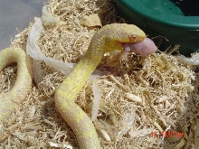 Rainers Alb. Everg. Rat x Speckled King 3