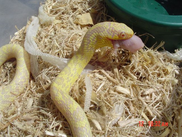 Rainers Alb. Everg. Rat x Speckled King 3