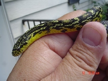 Rainers Everg. Rat x Speckled King 1