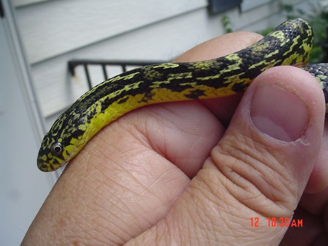 Rainers Everg. Rat x Speckled King 1