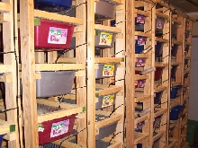 rodent cages
