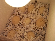 My incubation method.