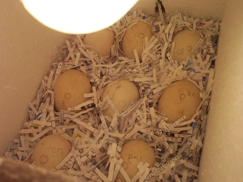 My incubation method.