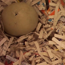 Egg from last incubation hatching.