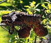 Firebelly