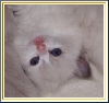 Rivendoll Millie