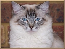 Showme My Girl Tabitha