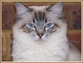Showme My Girl Tabitha