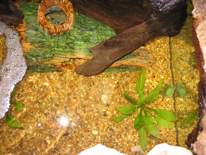 Turtle in the tank