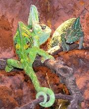 Pair of Ch. calyptratus
