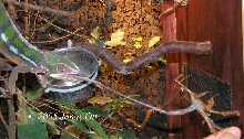 diego eating a walking stick