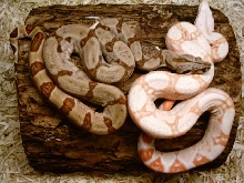 Hypo and albino