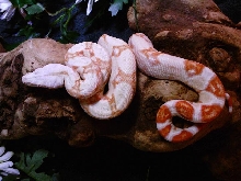 Albino Boa