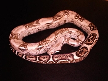 Anery Boa