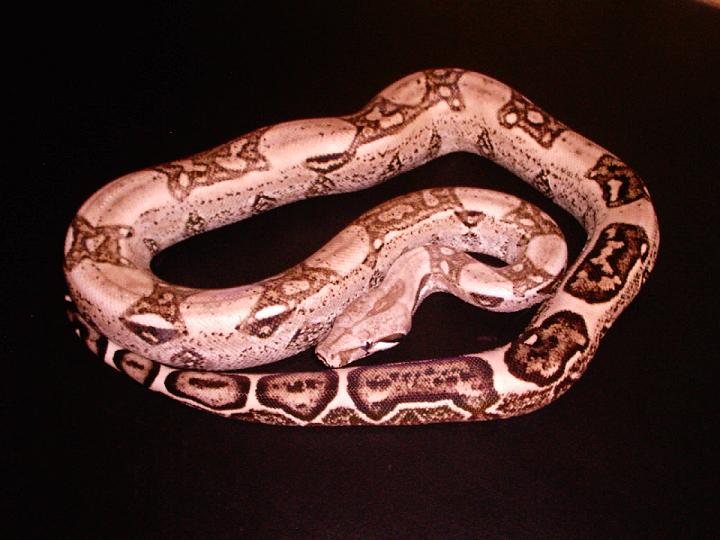 Anery Boa