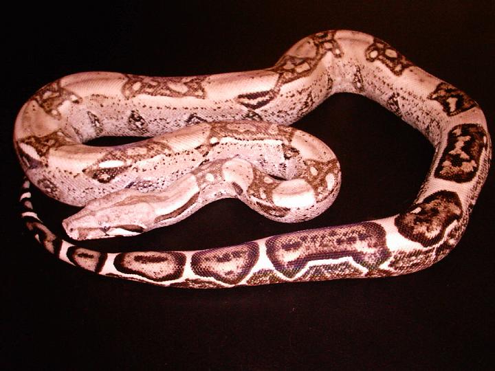 Anery2
