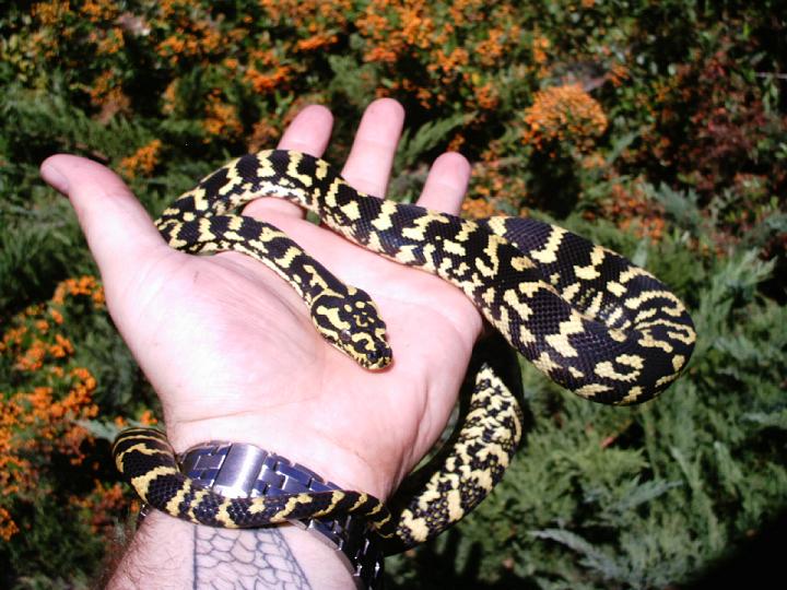 Male Jungle Carpet Python