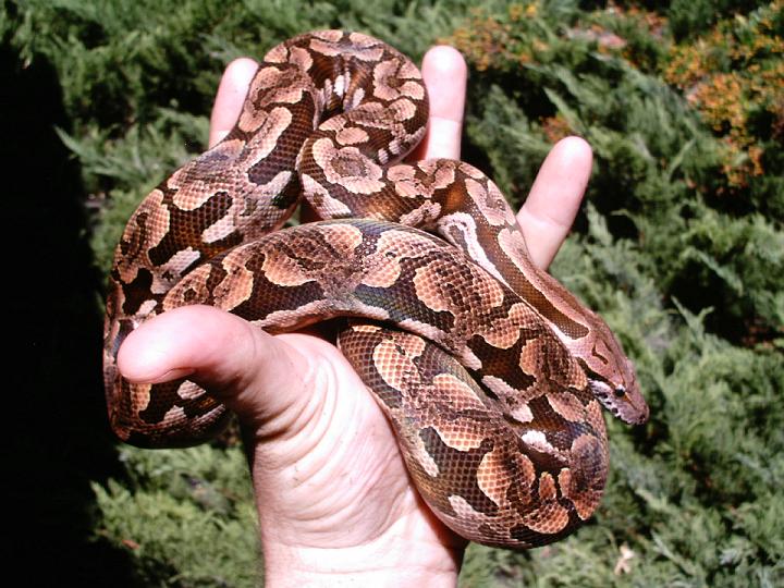 Female Dumerils