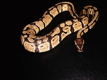 Ringer Ball Python