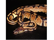 Ringer Ball Python