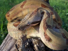 OrangeTail Female