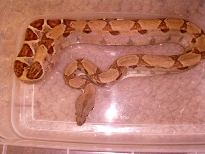 Hypo Het Ghost