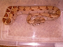 Hypo Het Ghost2