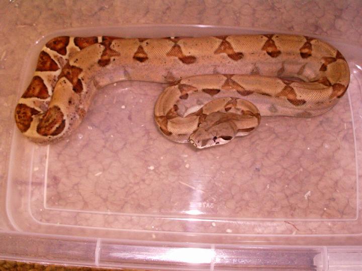 Hypo Het Ghost2