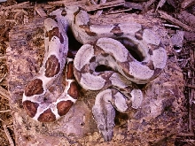 Hypo Het Ghost