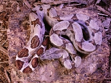 Hypo Het Ghost