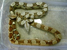 Hypo and het