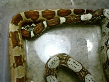 Hypo and het albino