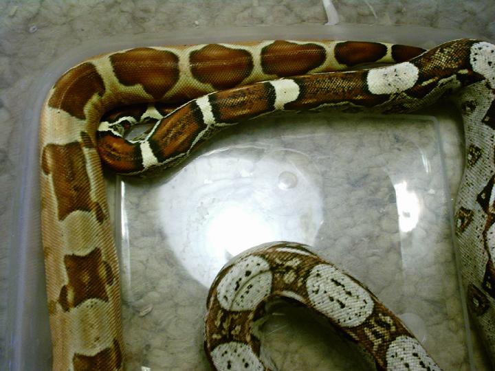 Hypo and het albino