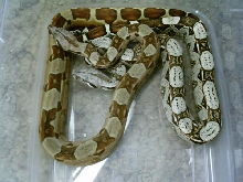 HYPO HET ALBINO