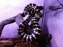 jungle carpet python hatchling