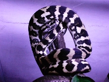 Jungle Carpet
