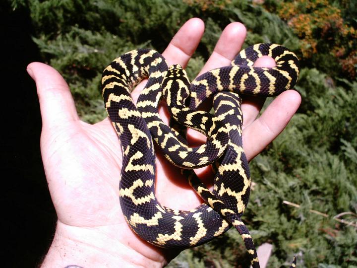 Jungle Carpet Male