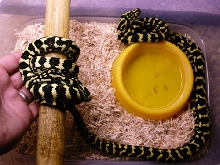 Jungle Pair