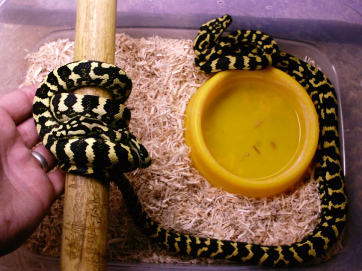 Jungle Pair