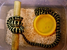 Jungle Pair2