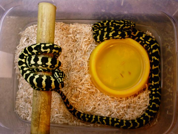 Jungle Pair2