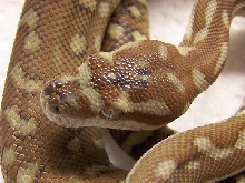 Bredli