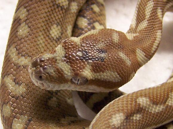 Bredli