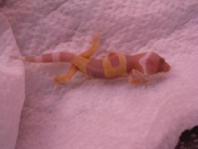 Hatchling albino leopard gecko